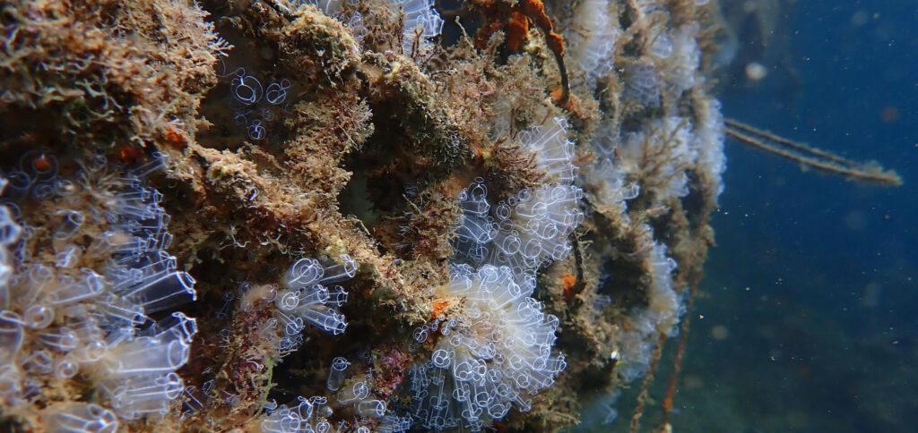Estructura marina de Ocean Ecostructures con biodiversidad recuperada