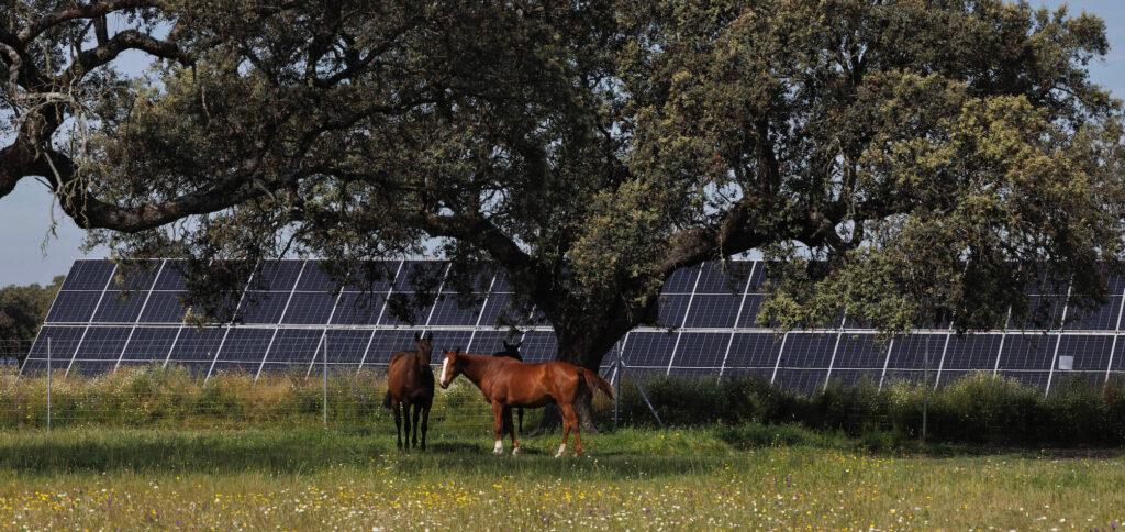 Planta solar Talayuela II de Statkraft, en Cáceres