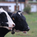 Un total de 85 granjas de las 177 que colaboran de forma directa con Nestlé ya han recibido en el último año una prima económica sobre el precio de la leche por las medidas sostenibles y de bienestar animal implementadas en sus granjas.