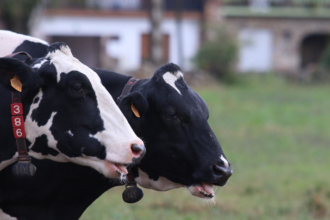 Un total de 85 granjas de las 177 que colaboran de forma directa con Nestlé ya han recibido en el último año una prima económica sobre el precio de la leche por las medidas sostenibles y de bienestar animal implementadas en sus granjas.