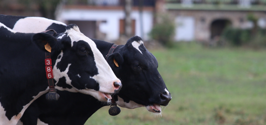 Un total de 85 granjas de las 177 que colaboran de forma directa con Nestlé ya han recibido en el último año una prima económica sobre el precio de la leche por las medidas sostenibles y de bienestar animal implementadas en sus granjas.