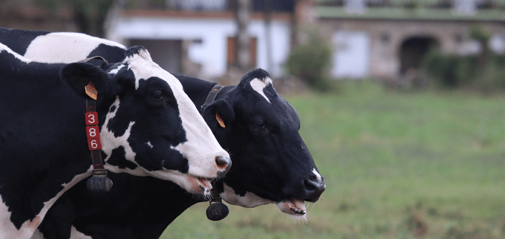 Un total de 85 granjas de las 177 que colaboran de forma directa con Nestlé ya han recibido en el último año una prima económica sobre el precio de la leche por las medidas sostenibles y de bienestar animal implementadas en sus granjas.