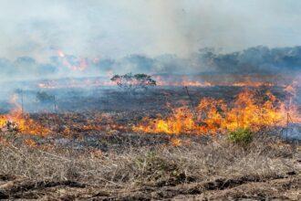 Incendios forestales: Claves para cuidar tu vida y el medio ambiente