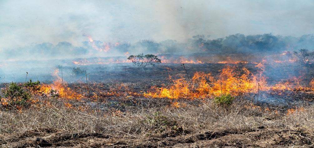 Incendios forestales: Claves para cuidar tu vida y el medio ambiente