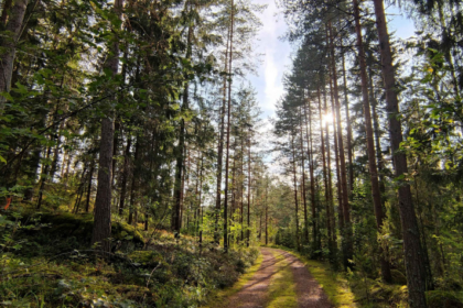 COPADE lidera iniciativas como Bosque Innova, que promueve la gestión sostenible de bosques, generando empleo verde, y Del Bosque a Tu Casa, que fomenta el uso de recursos no maderables