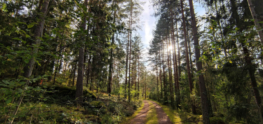 COPADE lidera iniciativas como Bosque Innova, que promueve la gestión sostenible de bosques, generando empleo verde, y Del Bosque a Tu Casa, que fomenta el uso de recursos no maderables