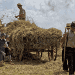 agricultura menonita