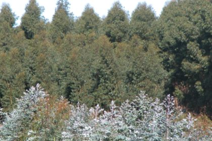 Patrimonio forestal de Ence en Huelva