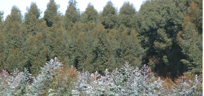 Patrimonio forestal de Ence en Huelva