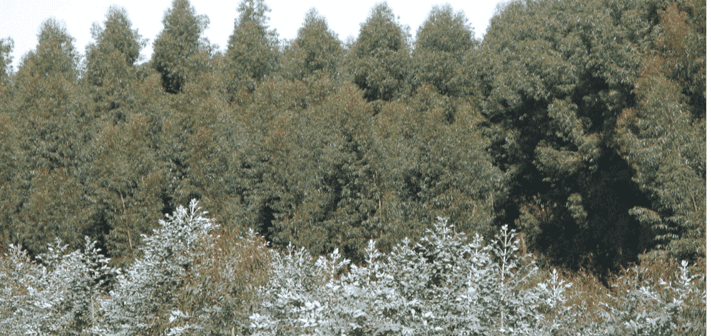 Patrimonio forestal de Ence en Huelva