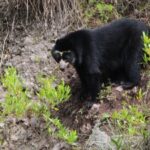 ANIN restaurará ecosistemas con infraestructura natural: resguardará comunidades y el hogar del oso peruano más famoso