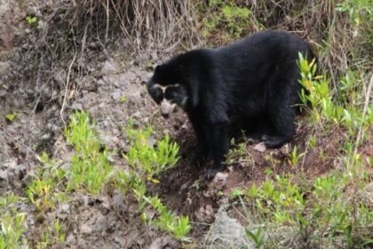 ANIN restaurará ecosistemas con infraestructura natural: resguardará comunidades y el hogar del oso peruano más famoso