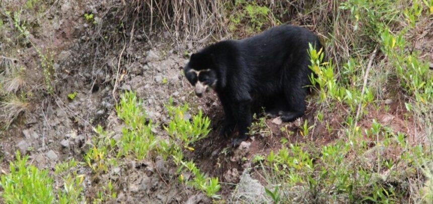 ANIN restaurará ecosistemas con infraestructura natural: resguardará comunidades y el hogar del oso peruano más famoso