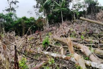 Delitos ambientales en el Perú: ¿Cuáles son y qué desafíos presentan?