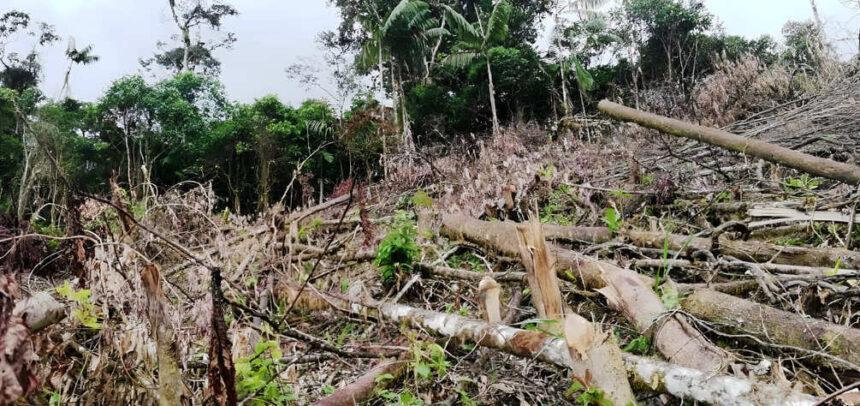 Delitos ambientales en el Perú: ¿Cuáles son y qué desafíos presentan?