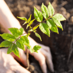 Plantación de árboles y regeneración de espacios verdes - Imagen de stock cedida por Sanitas