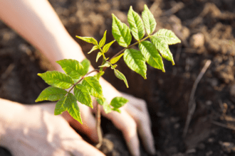 Plantación de árboles y regeneración de espacios verdes - Imagen de stock cedida por Sanitas