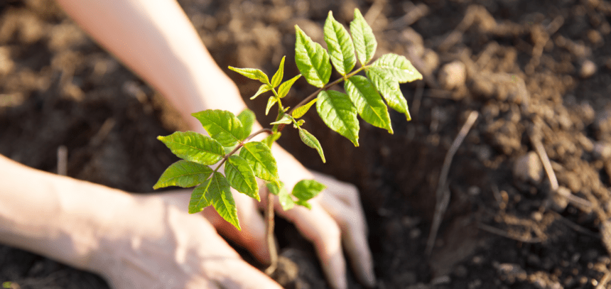 Plantación de árboles y regeneración de espacios verdes - Imagen de stock cedida por Sanitas