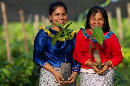 Perú supera el millón de hectáreas certificadas en manejo forestal responsable