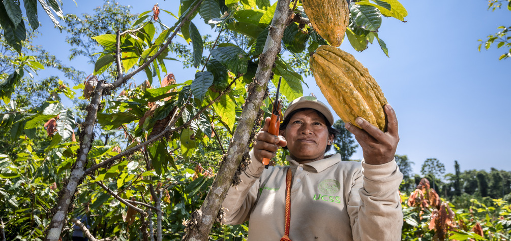 Más de 190 agricultores de comunidades nativas del Bajo Urubamba reciben fertilizantes para mejorar su producción de cacao