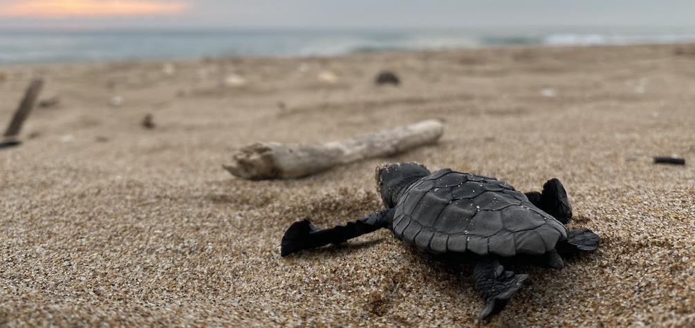 Por segundo año consecutivo, Reale Foundation y la ONG Xaloc Mar se unen para proteger y cuidar a las tortugas marinas del mediterráneo