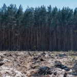 En seis meses las empresas deberán garantizar productos libres de deforestación