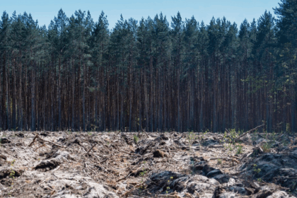 En seis meses las empresas deberán garantizar productos libres de deforestación