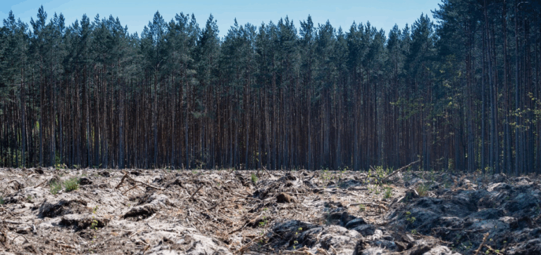 En seis meses las empresas deberán garantizar productos libres de deforestación