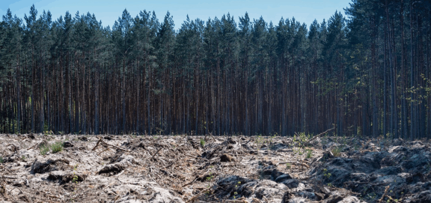 En seis meses las empresas deberán garantizar productos libres de deforestación