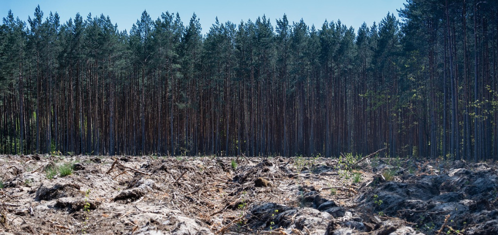 En seis meses las empresas deberán garantizar productos libres de deforestación