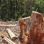 Pronto entra vigor el Reglamento Europeo contra la Deforestación (EUDR) - Imagen de stock (Freepik.es)