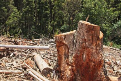 Pronto entra vigor el Reglamento Europeo contra la Deforestación (EUDR) - Imagen de stock (Freepik.es)