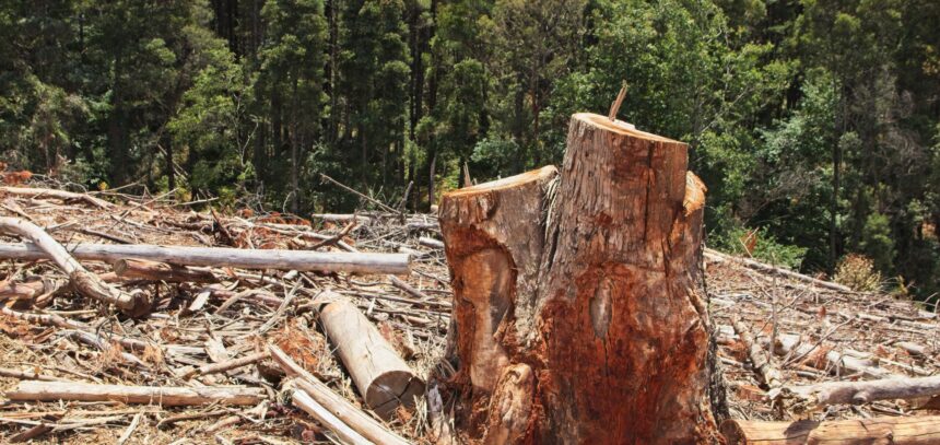 Pronto entra vigor el Reglamento Europeo contra la Deforestación (EUDR) - Imagen de stock (Freepik.es)