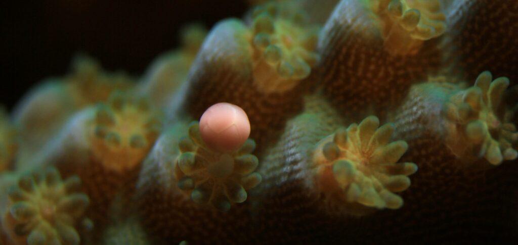 Pólipo de Acropora tenuis liberando un haz de óvulos y esperma durante el desove ex situ - Canon EMEA