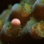 Pólipo de Acropora tenuis liberando un haz de óvulos y esperma durante el desove ex situ - Canon EMEA