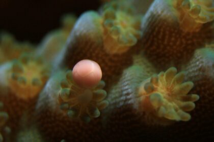 Pólipo de Acropora tenuis liberando un haz de óvulos y esperma durante el desove ex situ - Canon EMEA