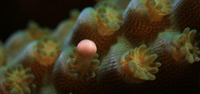 Pólipo de Acropora tenuis liberando un haz de óvulos y esperma durante el desove ex situ - Canon EMEA