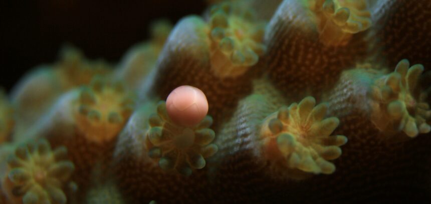 Pólipo de Acropora tenuis liberando un haz de óvulos y esperma durante el desove ex situ - Canon EMEA