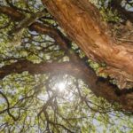 Ecosistemas andinos capturan más carbono que la Amazonía