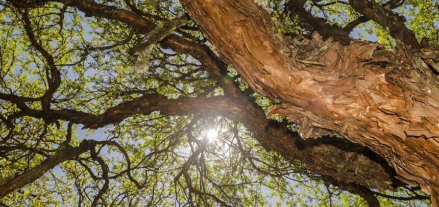Ecosistemas andinos capturan más carbono que la Amazonía