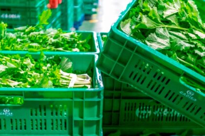 Cajas reutilizables, compromiso con la Sostenibilidad Ambiental en Gadis
