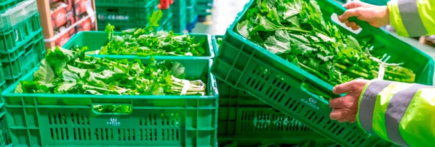 Cajas reutilizables, compromiso con la Sostenibilidad Ambiental en Gadis
