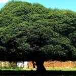 La Libertad instala el mayor vivero de quina del país para salvar al árbol nacional del Perú, hoy en peligro