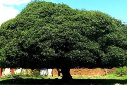 La Libertad instala el mayor vivero de quina del país para salvar al árbol nacional del Perú, hoy en peligro