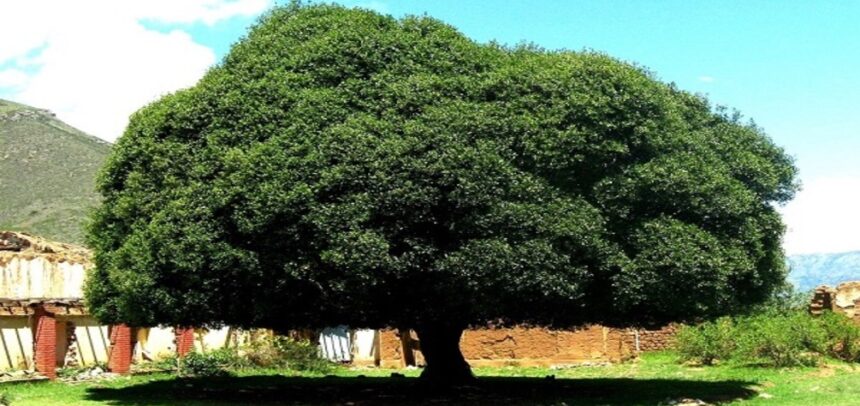 La Libertad instala el mayor vivero de quina del país para salvar al árbol nacional del Perú, hoy en peligro