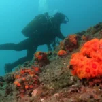 RIU refuerza su compromiso con la biodiversidad iniciando dos nuevas colaboraciones en Andalucía