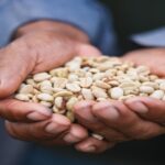 conoce la comunidad que huyó del terror y ahora produce café libre de deforestación
