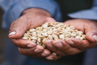 conoce la comunidad que huyó del terror y ahora produce café libre de deforestación