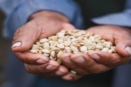 conoce la comunidad que huyó del terror y ahora produce café libre de deforestación