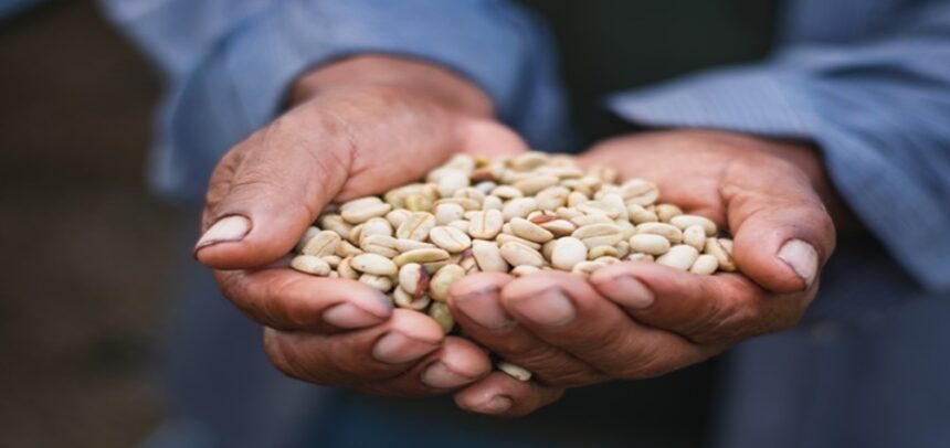 conoce la comunidad que huyó del terror y ahora produce café libre de deforestación